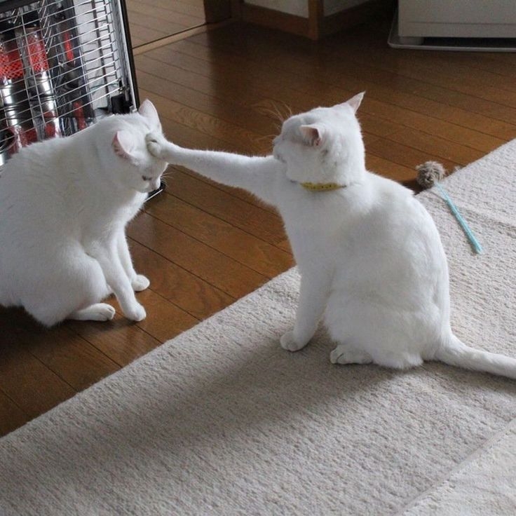 避免強迫牠們面對面,允許貓咪有退路可以離開!