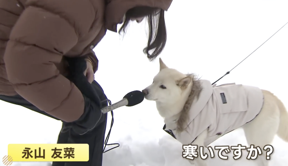 永山友菜彎下腰,將麥克風遞到柴犬鼻子前,並親切地問道:「你冷嗎?」