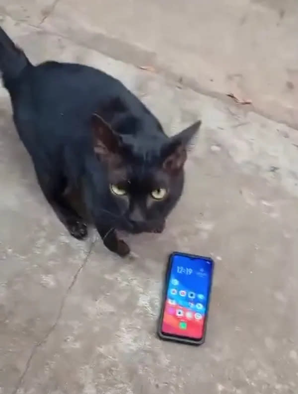 對此，動物保護團體迅速採取行動，於10月11日向當地警方報案，要求徹查劇組是否涉及傷害動物的行為！