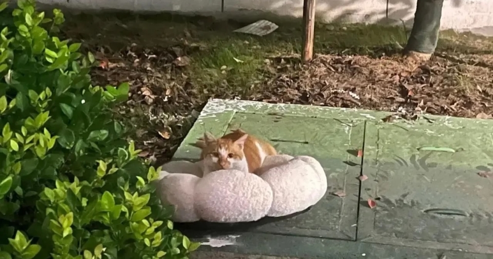 留言表達關愛：「家裡的貓總是挑剔這個不要那個不要，而這些浪浪卻對每樣東西都如獲至寶」