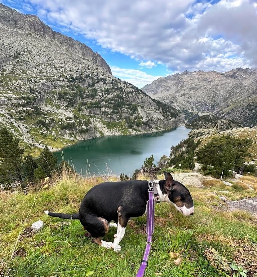這款月曆的靈感源自IG帳號Dogs Pooping In Pretty Places (@dogspoopinginprettyplaces)，由一名新聞工作者創立