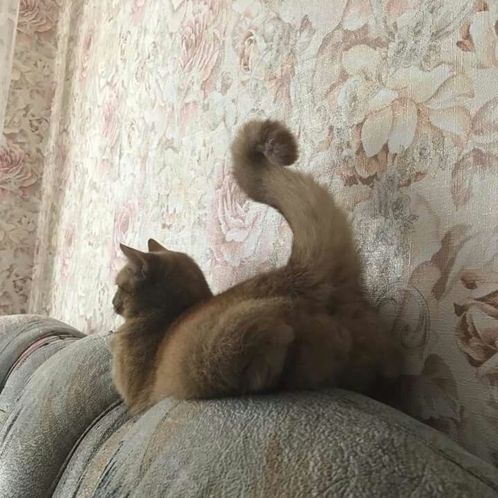 貓咪想要主人拍屁屁也會翹起屁股喔～