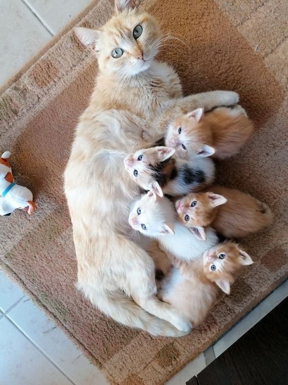 觀察母貓哺乳狀況，確保小貓能夠正常吮吸奶水且體溫保持穩定！