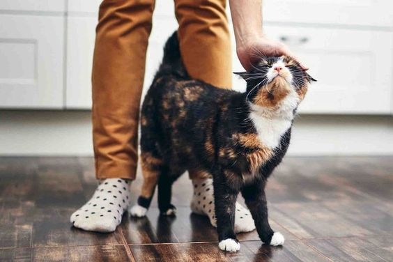 貓咪辨認主人不僅依賴感官，牠們也會在日常相處中記住主人的一舉一動！