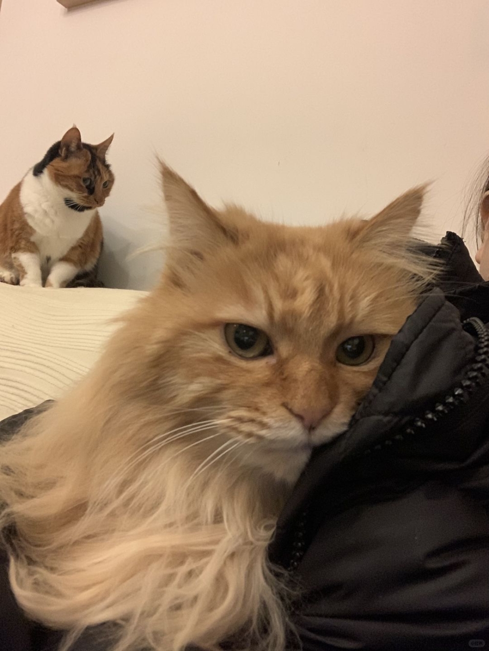 飼主表示，在回看自己手機照片時發現，每次她與其他貓合影時，豌豆兒總會在照片的角落或背景中盯著她，眼中帶著深深的依戀與渴望！