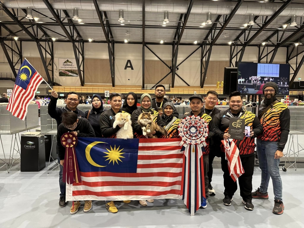 這場國際貓展共有來自全球各地約1500只貓咪參賽,競爭可謂相當激烈!