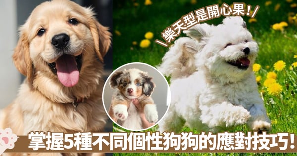 【狗狗個性】了解狗狗5大性格類型！適應型能討主人歡心、對自信型要有耐心別硬控