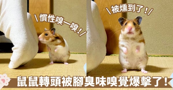 鼻子不乾淨了！鼠鼠在奴才腳下大吸一口氣...表情順說明了一切～