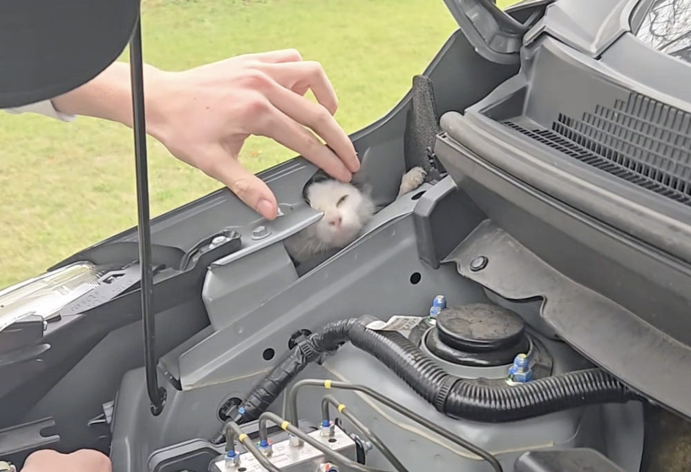 小貓在引擎內不安地來回探頭，但仍不敢輕易離開安全的角落！