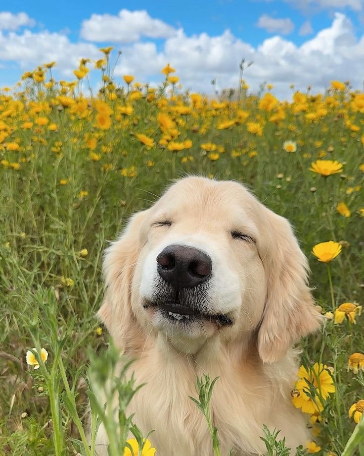 狗狗的色彩辨識能力較有限,主要集中在黃、藍兩個色系,以及深淺不同的灰色~