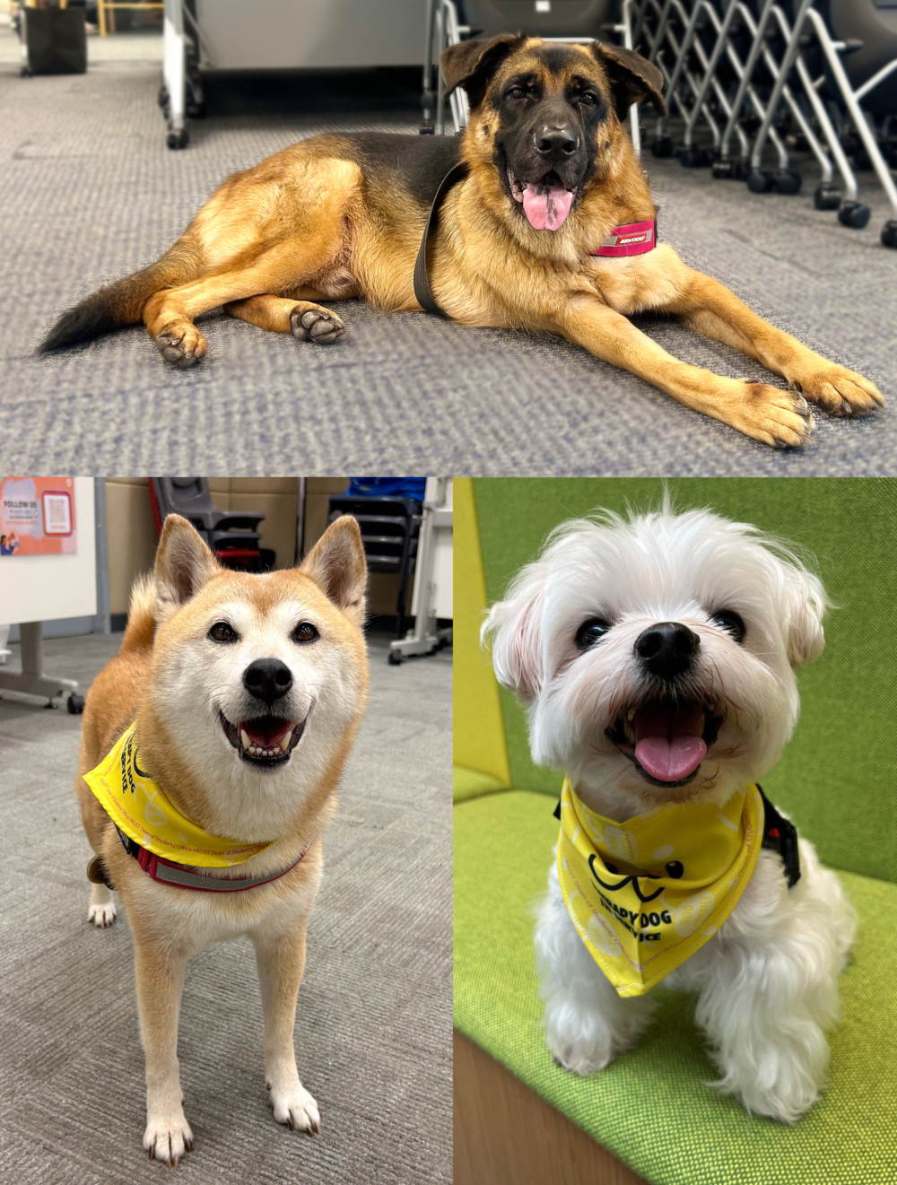 該計劃目前有三隻駐校治療犬定期與學生見面