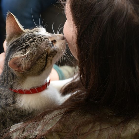 貓咪有時候會認主人為母親般的角色～