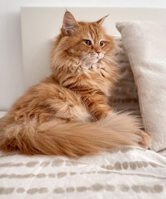 緬因貓等長毛貓種，毛髮可能刺激眼睛，也會導致淚液增多的情況！