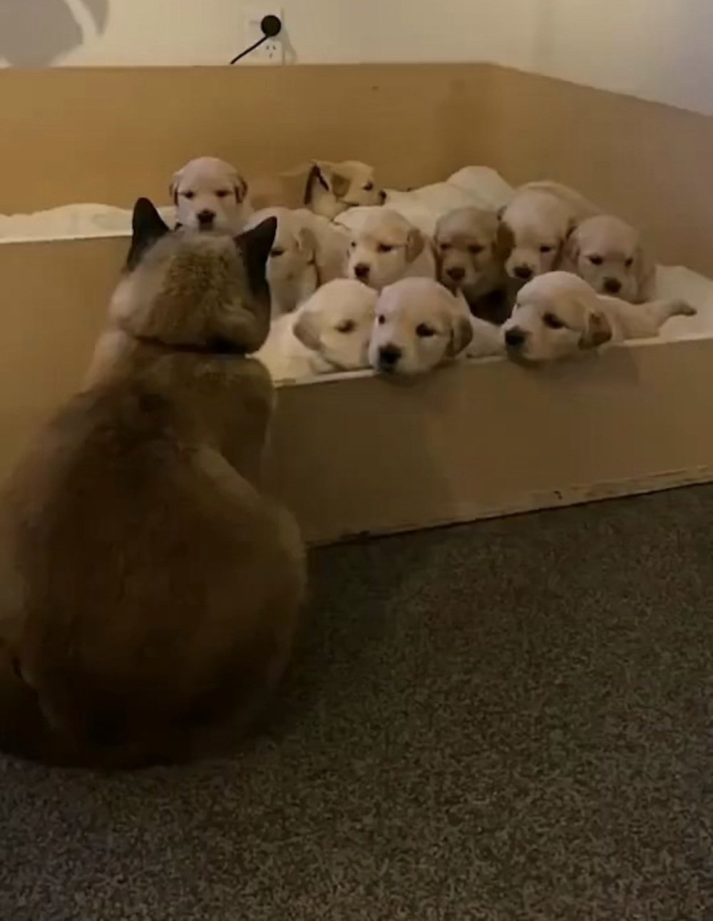 貓咪也看不下去要幫忙照顧小狗。