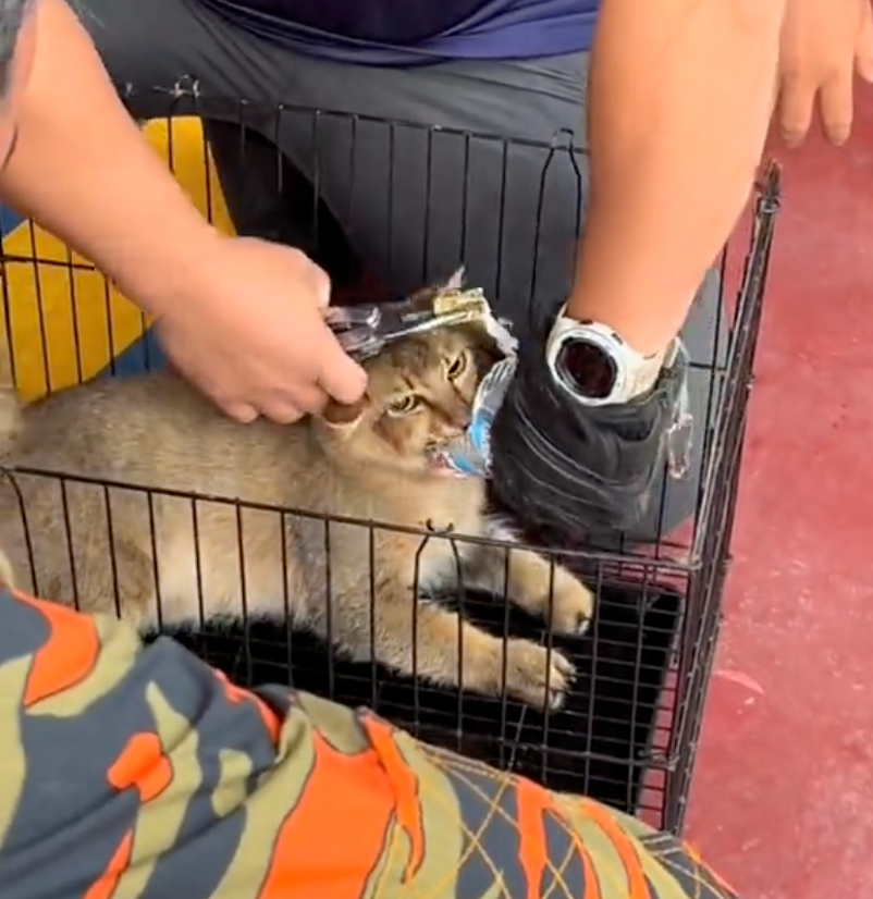 慢慢地將貓貓頭部脫離罐罐。