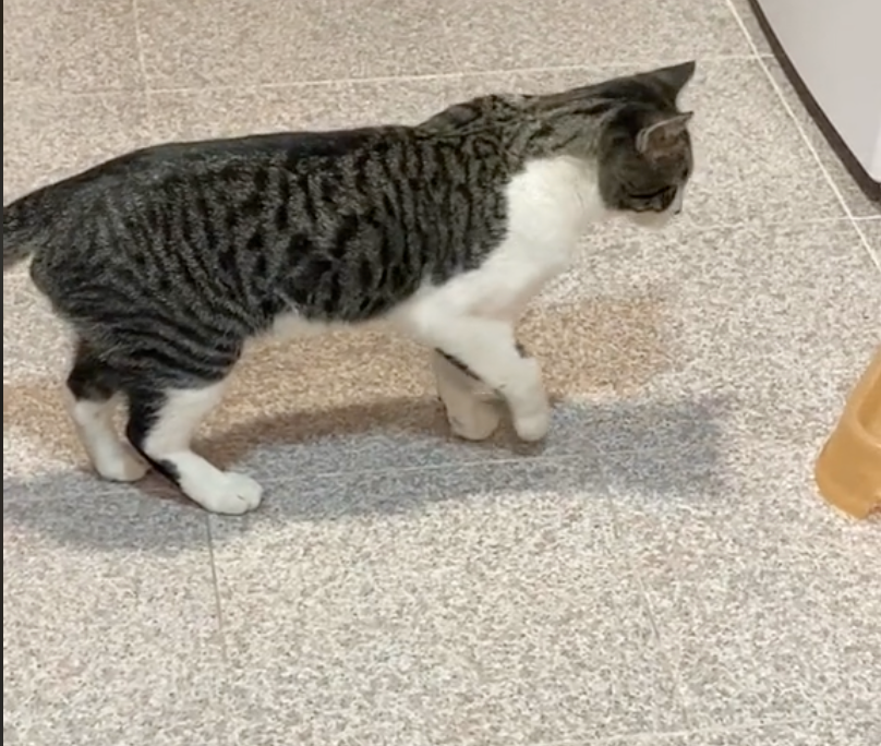 貓貓Maverick假裝交通部吸引主人關愛。