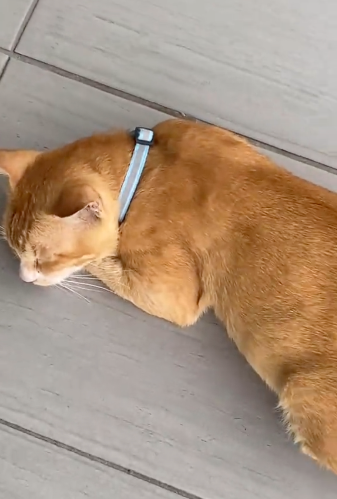 橘貓Oyen幾乎過上了所有學生夢想的生活，也沒有寫論文的壓力，甚至還能在課堂上一直睡覺呢！