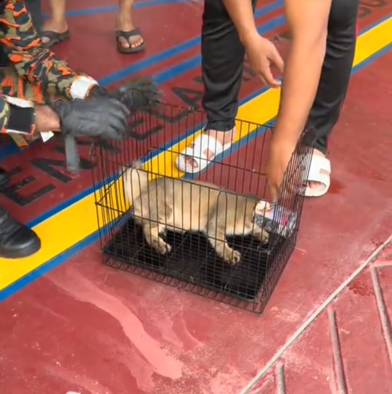 貓貓看不到眼前的一切而受驚，期間不斷扭動。