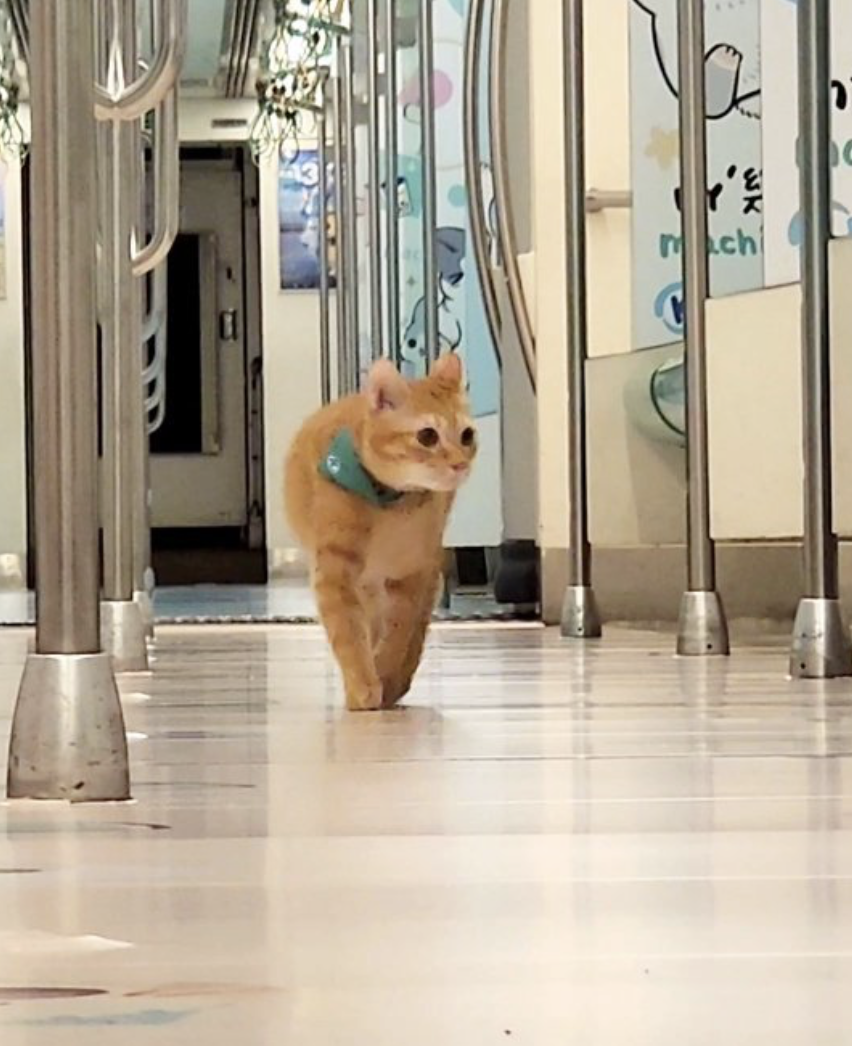 貓貓也要「值勤」喔～