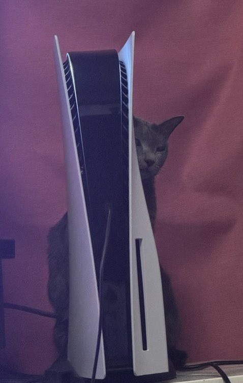 痛失「充電站」的貓貓。