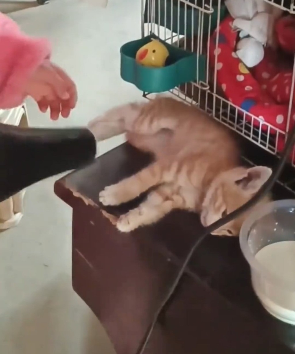 小貓凍到奄奄一息。