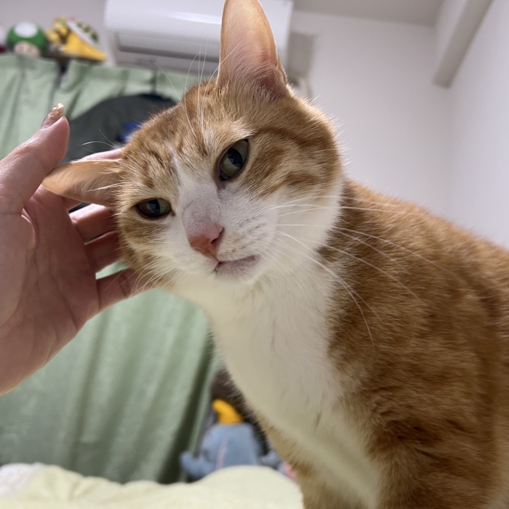 貓咪心情都寫在臉上了啦～～