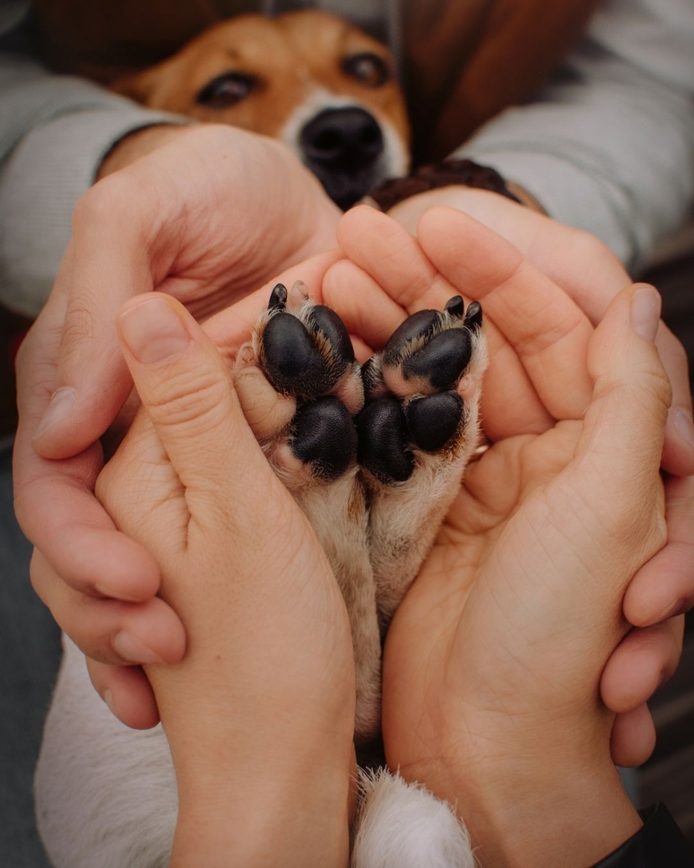 狗狗的肉球都有哪幾種呢？