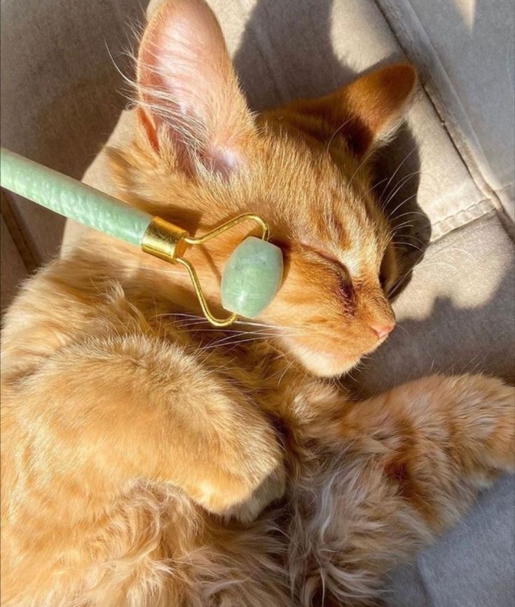 給寵物按摩應避免的時間點