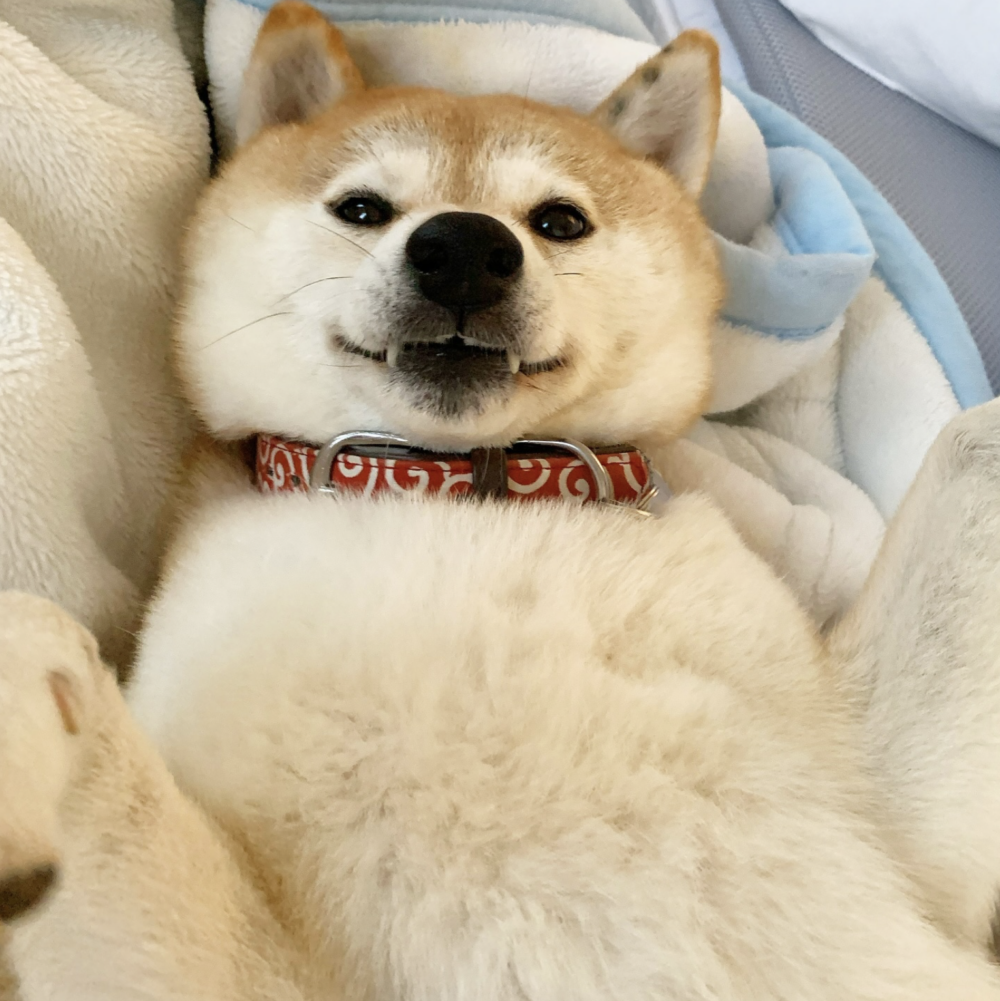 黏人小哈魯~