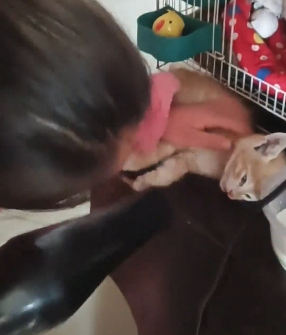 小女孩邊哭邊努力用吹風筒為小貓取暖，經過2個小時的努力，小貓終於恢復知覺。