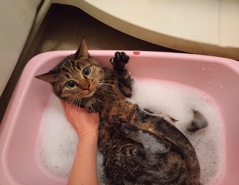 貓咪看起來超僵硬的！