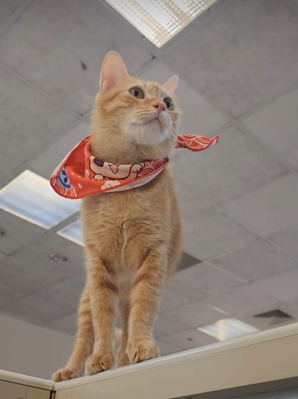 在辦公桌上搗蛋的「蜜柑」。