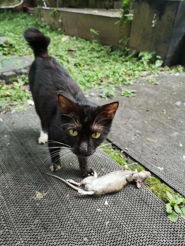 貓咪也會分享牠的「獵物」給喜歡的人喔～