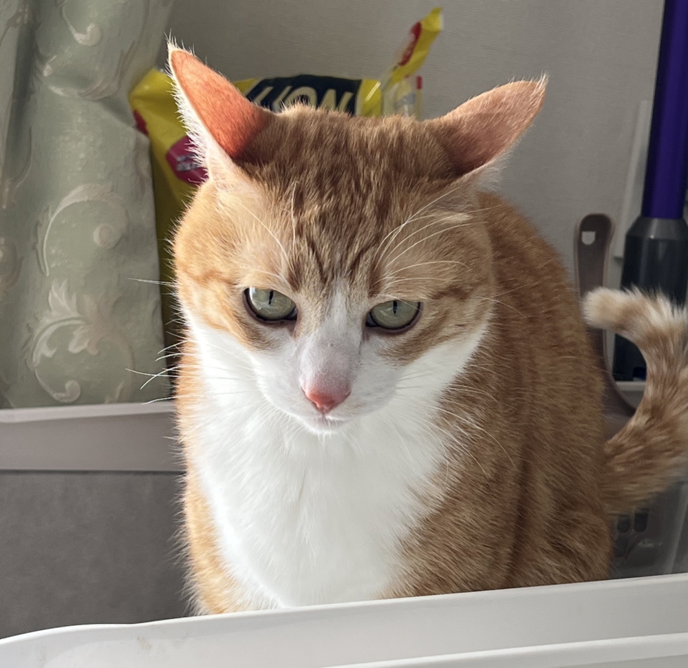 奴才你別睡了！