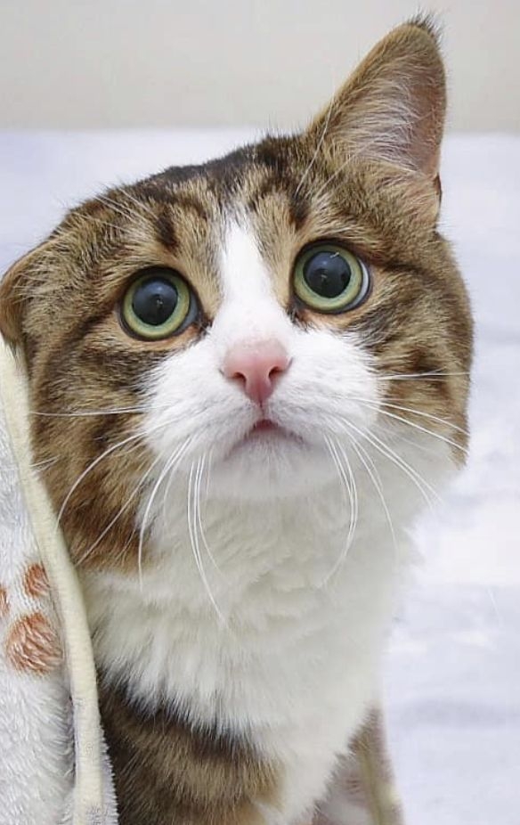 意外受傷導致的角膜潰瘍，嚴重時可能影響視力