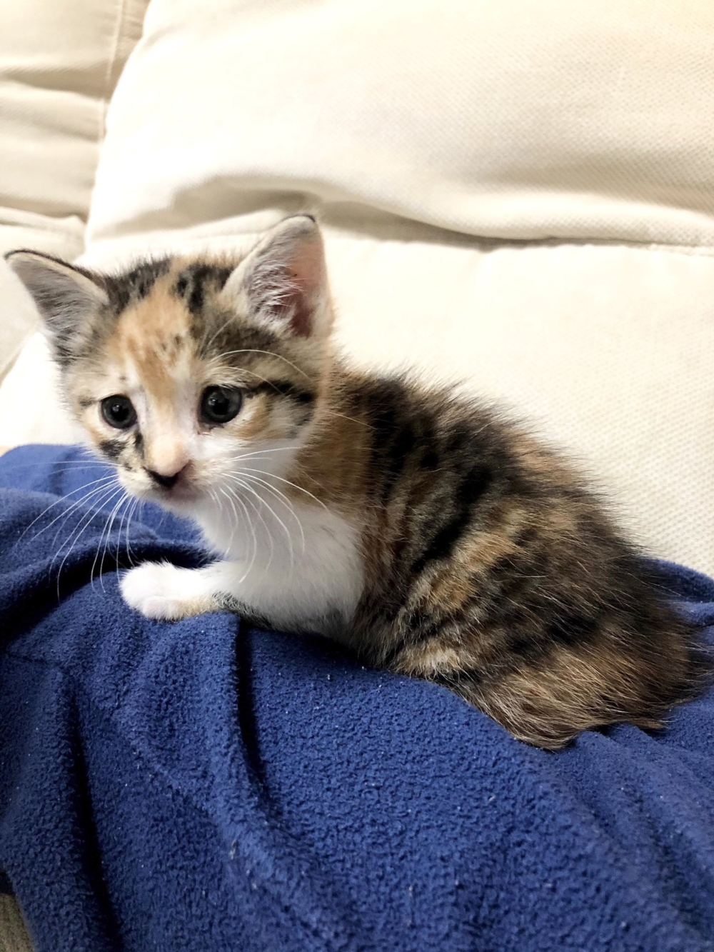 瘦巴巴的琥珀，只有327克重