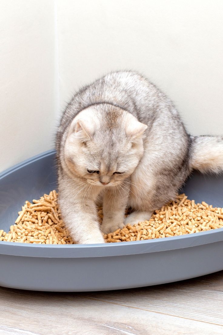 貓奴們一定要有保持乾淨的好習慣喔～