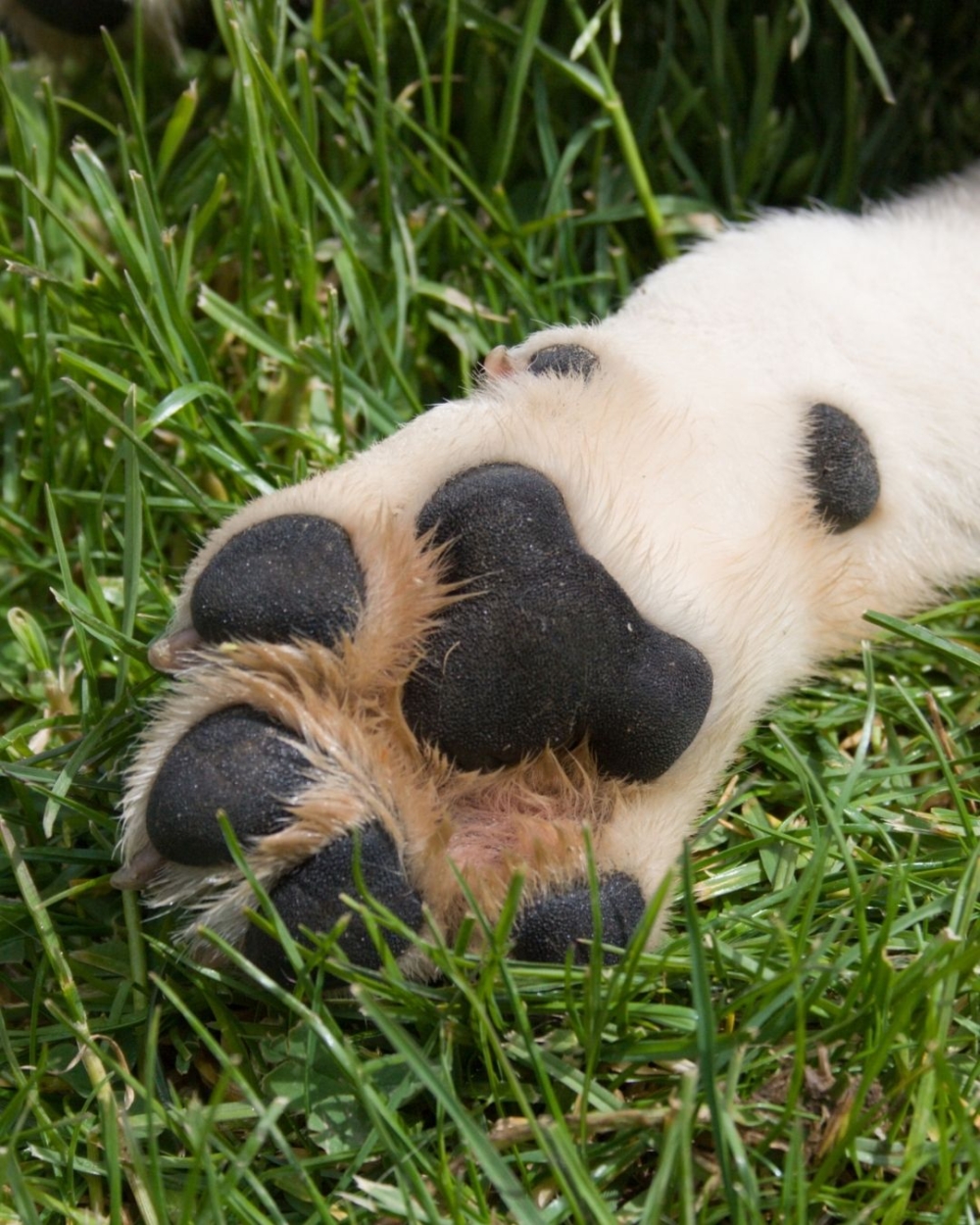 大家的「半圓型」肉墊狗狗是不是也一樣乖巧呢？