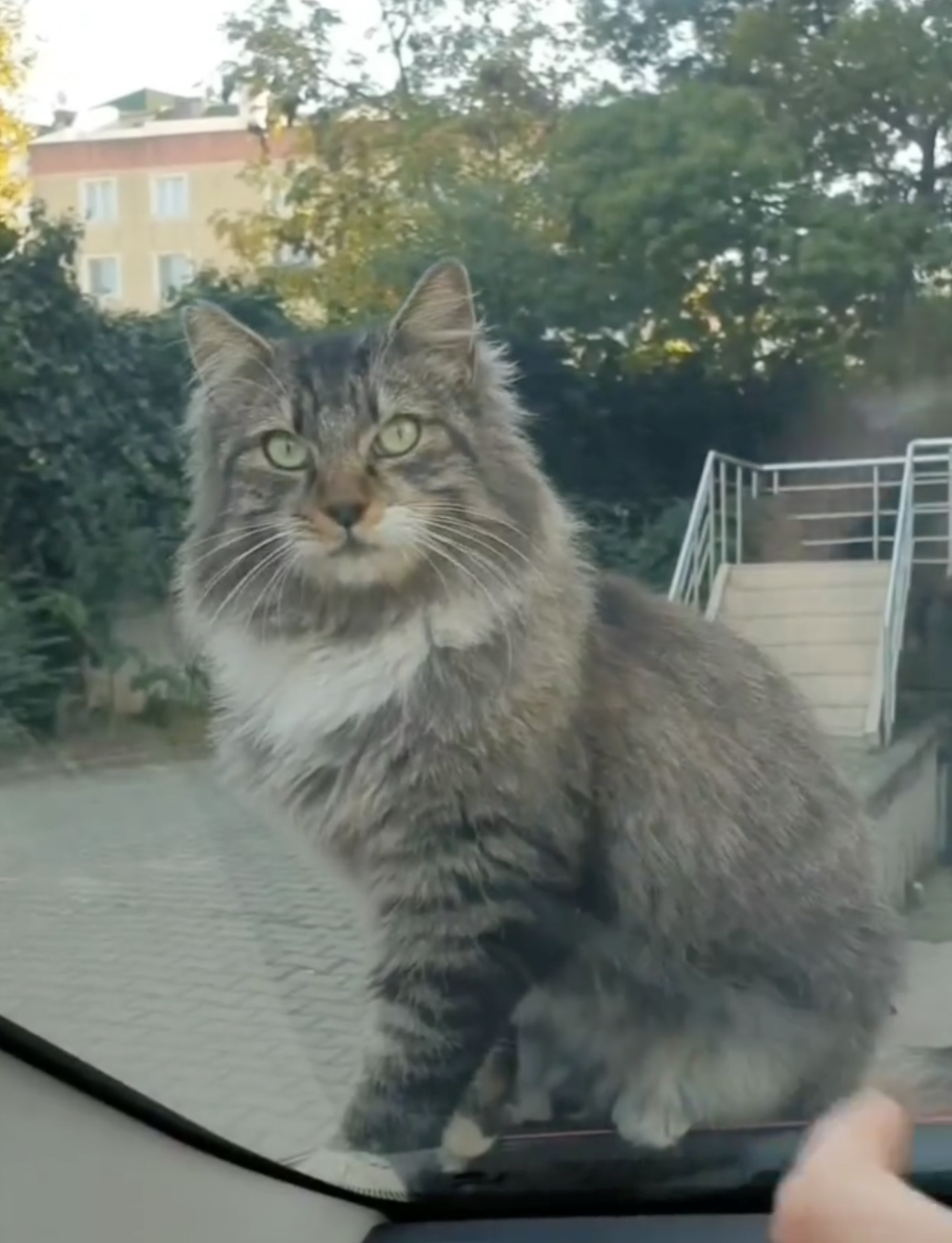 里夫基的「侵占行為」並未僅限於車頂！