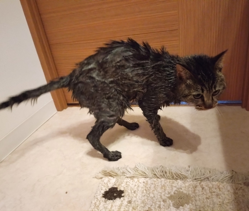 變身成「小老鼠」啦～