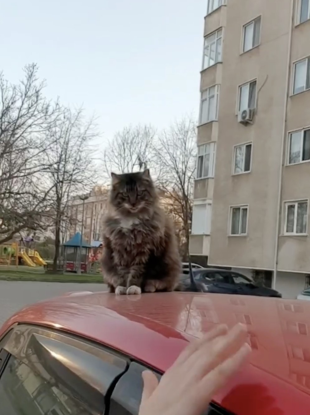 一位名為艾努斯·賽蘭的女子，就因一隻名叫里夫基的貓咪，開啟了一段讓人哭笑不得的緣分喔！