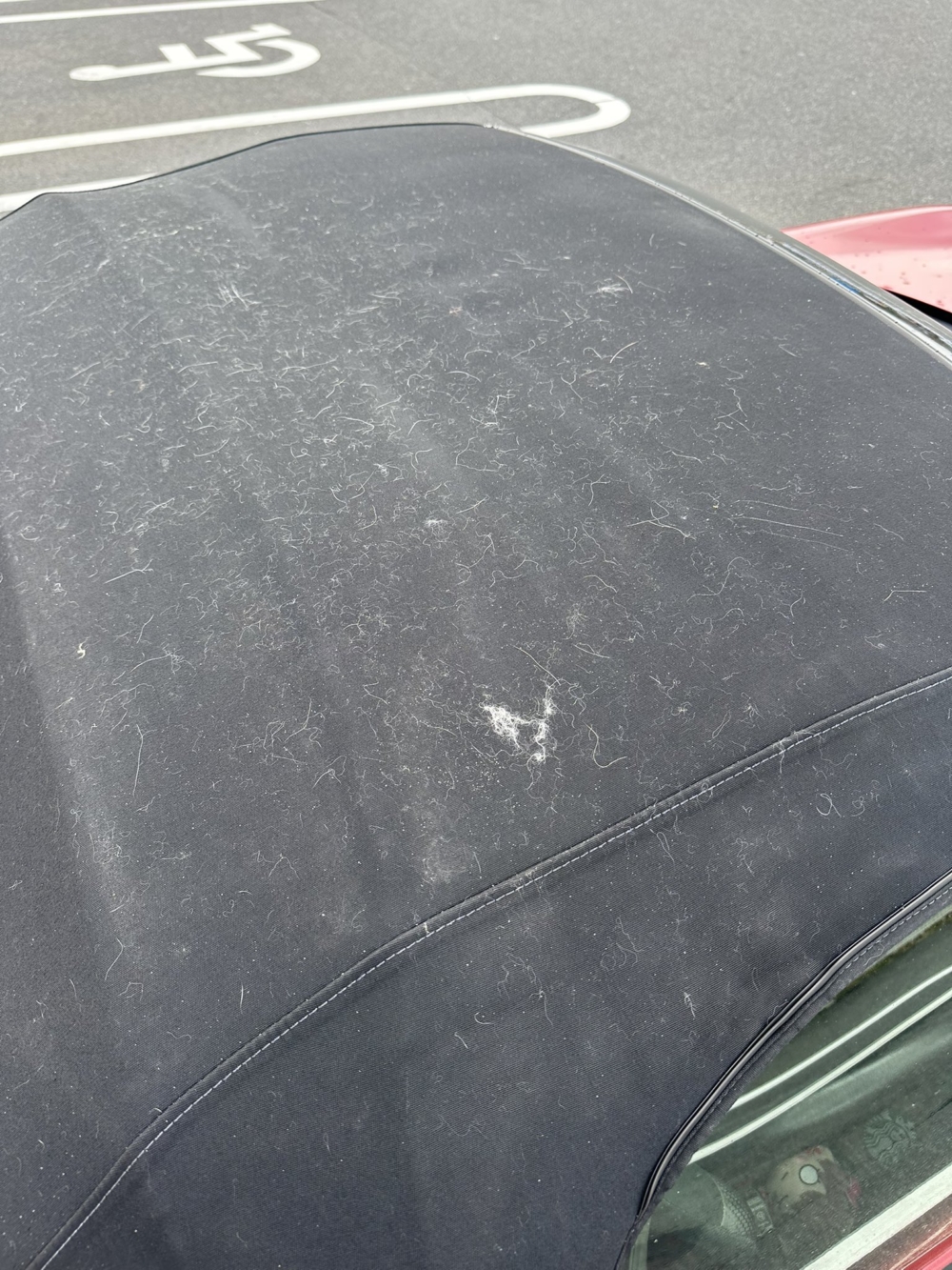 貓貓留下來的「紀念品」。