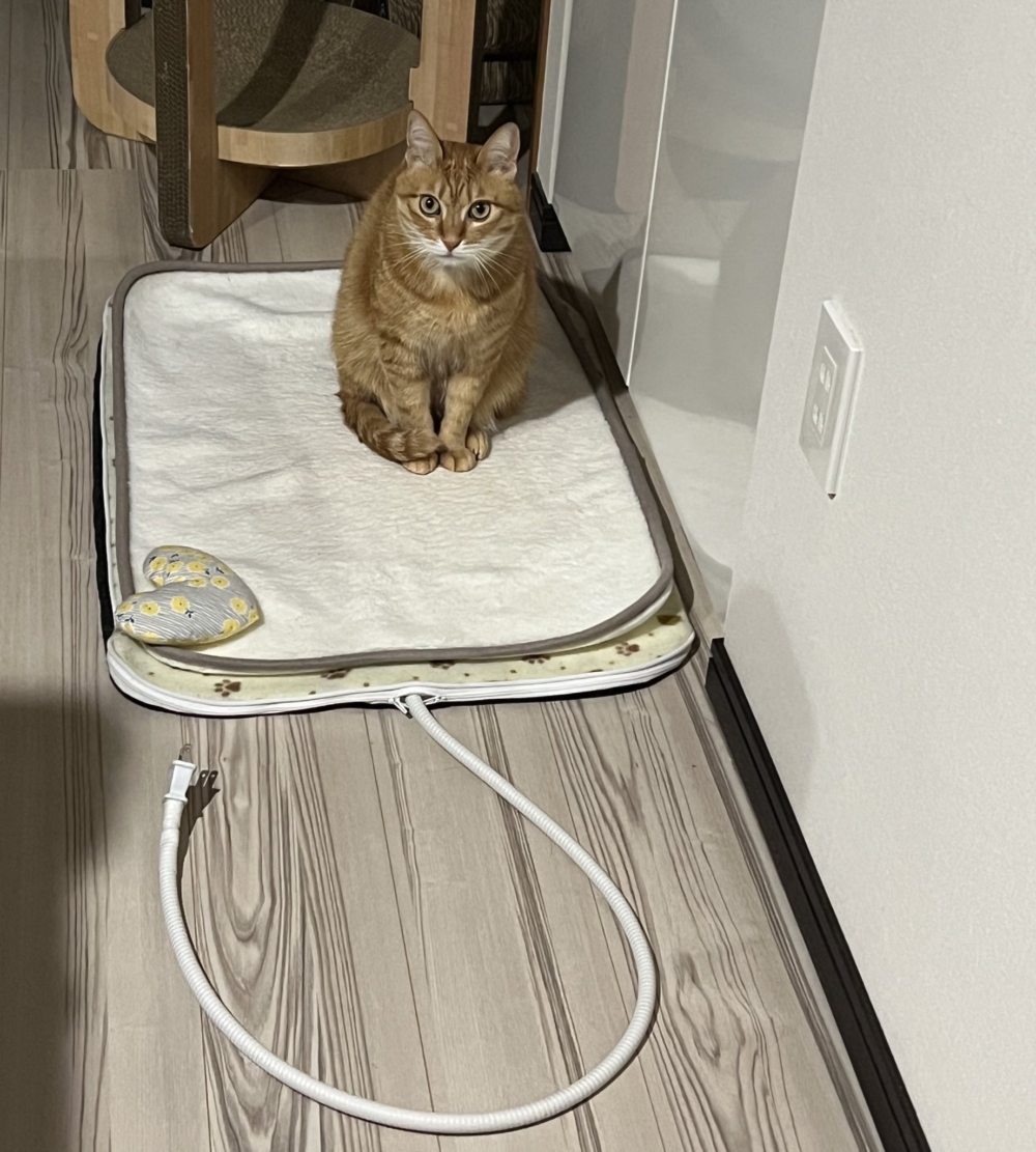 喵喵：「怎麼不熱了！」