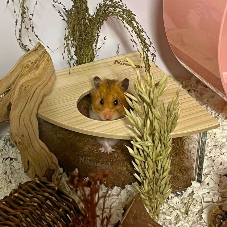 通常找到鼠鼠的便便就離找到鼠鼠不遠了喔～