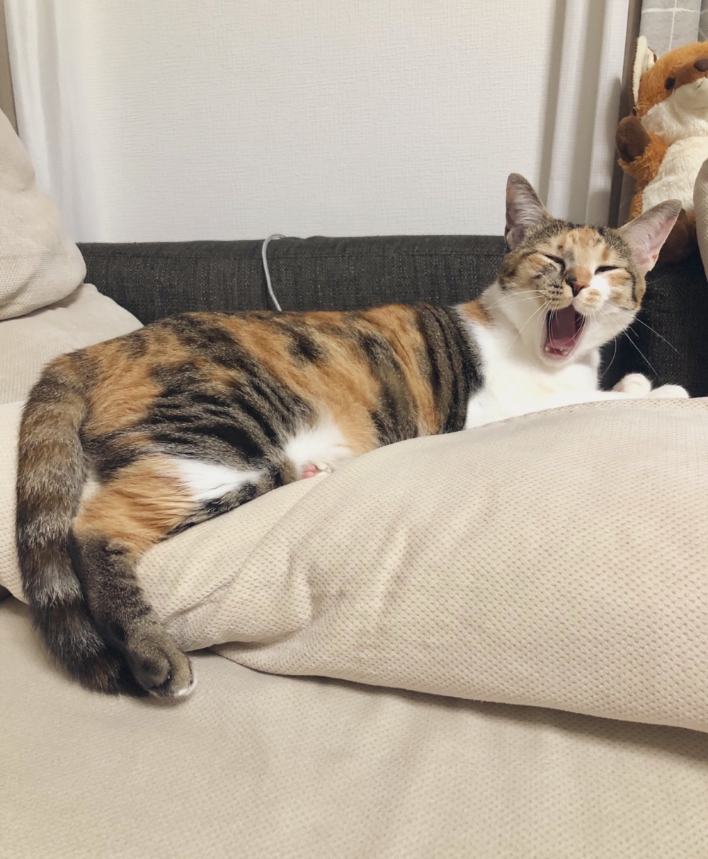 嗷嗚，本喵超兇的啦