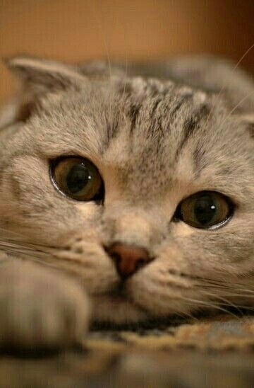 貓咪淚汪汪的雙眼，雖然看起來楚楚可憐，但這可能是健康出現了問題的徵兆喔！