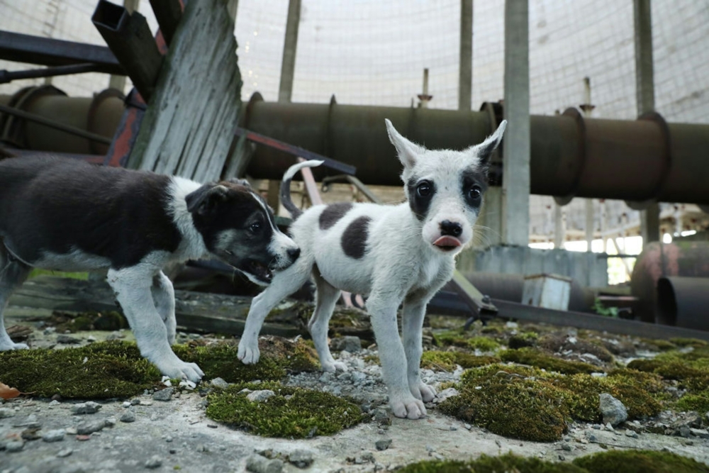 被遺棄的寵物後代更對輻射、重金屬和污染免疫！