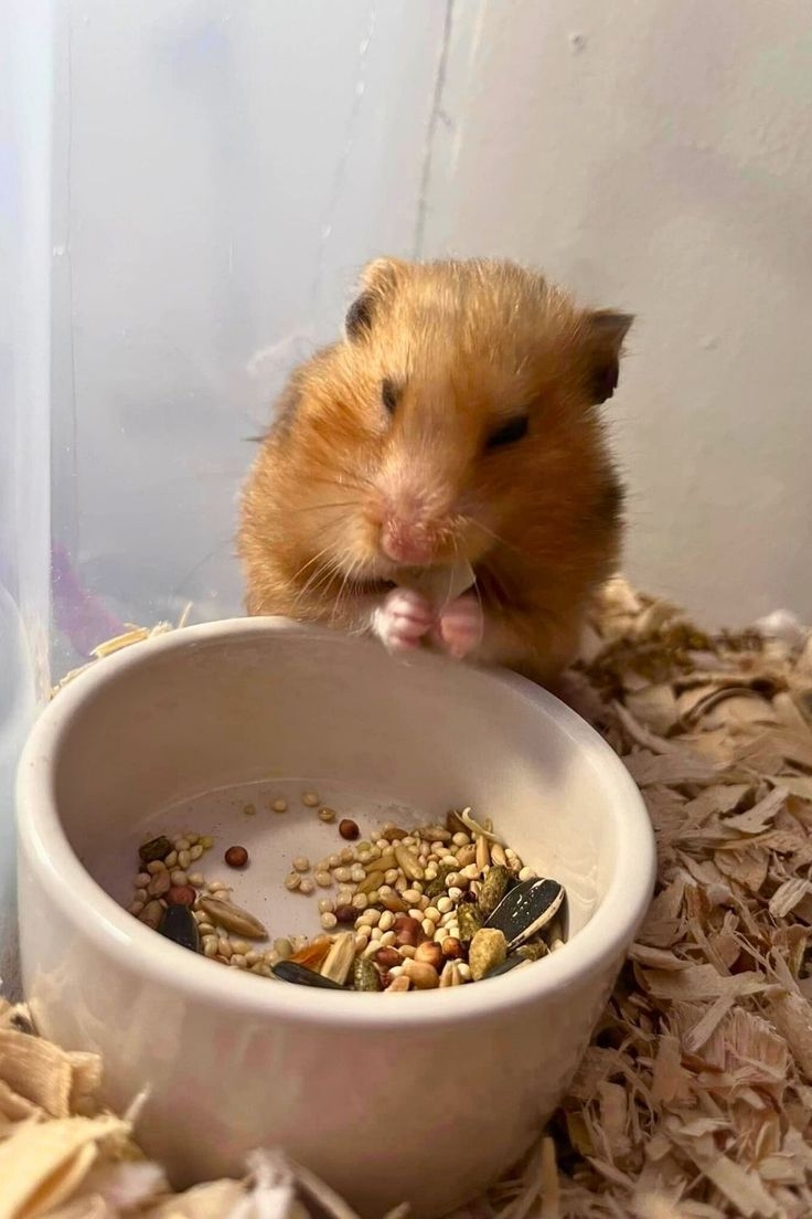 放一點鼠鼠平日裡愛吃的飼料