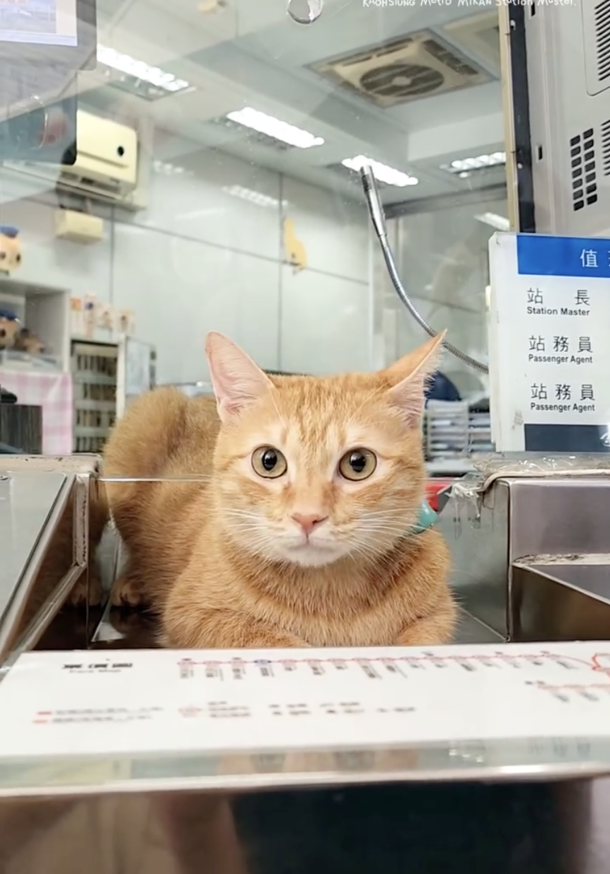 坐在售票處的「蜜柑」。