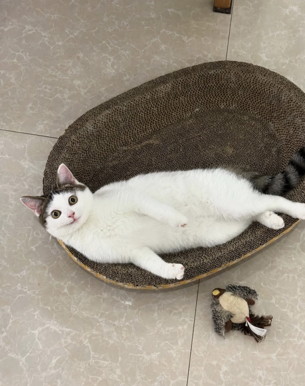 长大后的「邪笑」更明显啦～